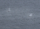 Doubles.  We saw some triples and a few quads as well.  Plenty of whales about...
